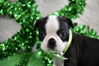 London, a female Boston Terrier for sale in Bonham, TX – Photo 6 of 9