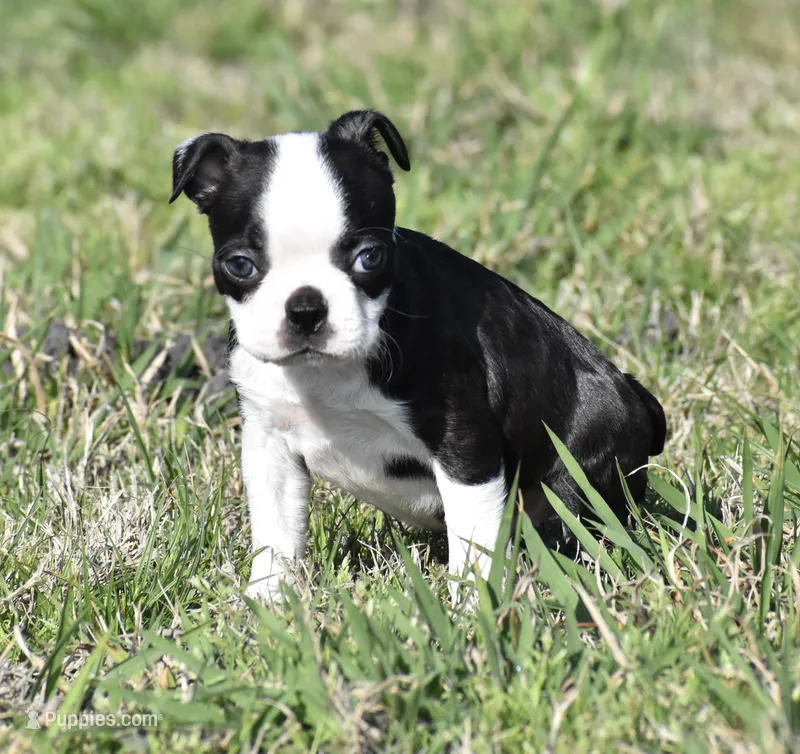 London, a female Boston Terrier for sale in Bonham, TX – Photo 1 of 9