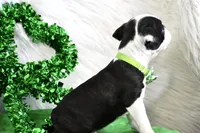 London, a female Boston Terrier for sale in Bonham, TX – Photo 8 of 9