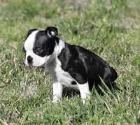 London, a female Boston Terrier for sale in Bonham, TX – Photo 3 of 9