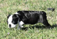 London, a female Boston Terrier for sale in Bonham, TX – Photo 5 of 9
