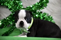 London, a female Boston Terrier for sale in Bonham, TX – Photo 2 of 9