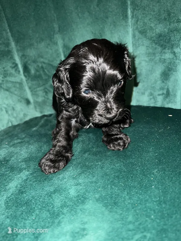 Boy 2, a male Cockapoo for sale in Mooringsport, LA – Photo 1 of 4