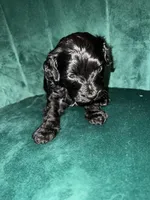 Boy 2, a male Cockapoo for sale in Mooringsport, LA – Photo 1 of 4