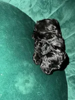 Boy 2, a male Cockapoo for sale in Mooringsport, LA – Photo 3 of 4