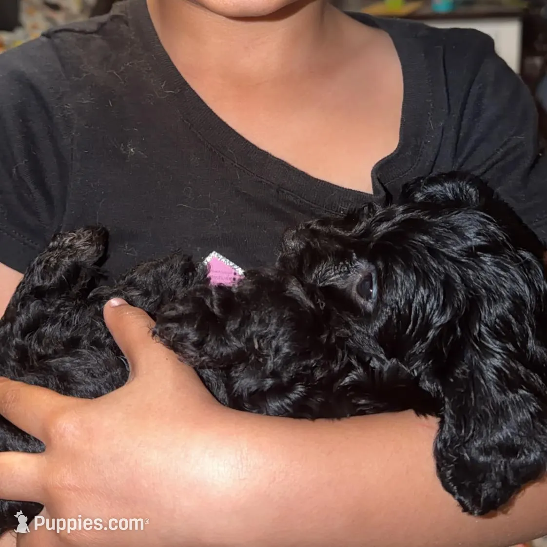 Boy 2, a male Cockapoo for sale in Mooringsport, LA – Photo 4 of 4