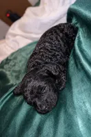 Boy 2, a male Cockapoo for sale in Mooringsport, LA – Photo 2 of 4
