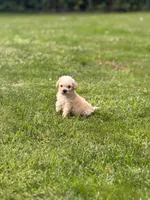 Biscuit, a male Maltipoo for sale in Brockton, MA – 2 of 9