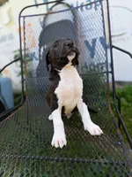 Diesel , a male American Pit Bull Terrier for sale in Brockton, MA – 6 of 6