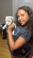 Pearl , a female American Bully for sale in Brockton, MA – 5 of 7