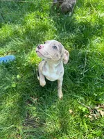 Nala, a female American Pit Bull Terrier for sale in Brockton, MA – 2 of 7