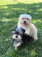 Bejin , a male Yorkshire Terrier for sale in Brockton, MA – 3 of 8