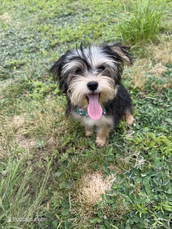 Bingo  – Yorkshire Terrier puppy for sale in Brockton, MA