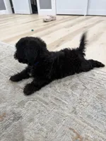 Teddy , a male Shihpoo for sale in Brockton, MA – 6 of 7