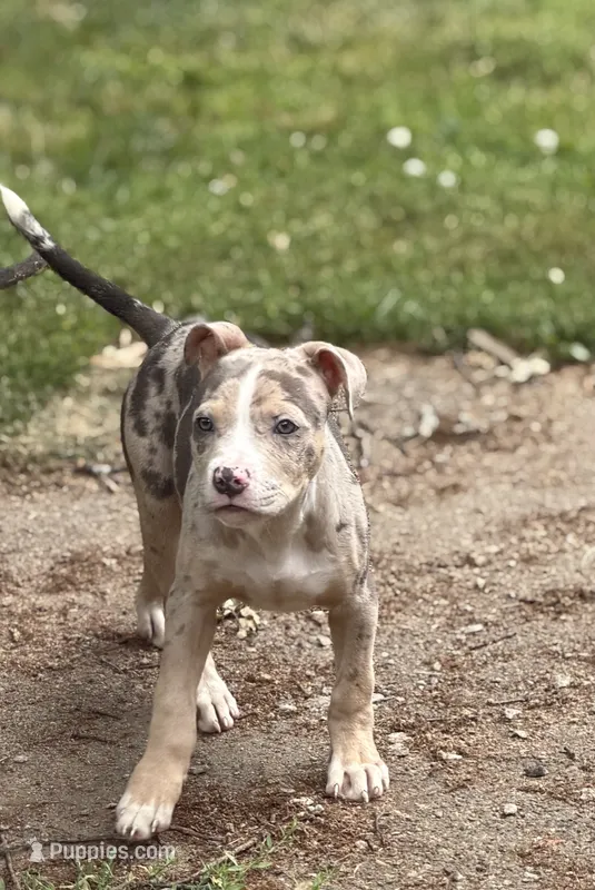 Nala – American Pit Bull Terrier puppy for sale in Brockton, MA