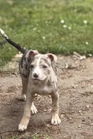 Nala, a female American Pit Bull Terrier for sale in Brockton, MA – 1 of 7