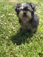 Bejin , a male Yorkshire Terrier for sale in Brockton, MA – 8 of 8
