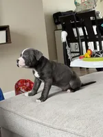 Max , a male American Pit Bull Terrier for sale in Brockton, MA – Photo 4 of 4