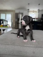 Max , a male American Pit Bull Terrier for sale in Brockton, MA – Photo 2 of 4