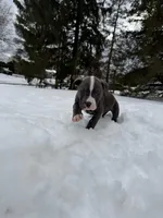 Max , a male American Pit Bull Terrier for sale in Brockton, MA – Photo 3 of 4