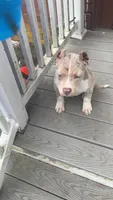 Pearl , a female American Bully for sale in Brockton, MA – 3 of 7