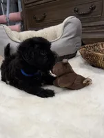 Teddy , a male Shihpoo for sale in Brockton, MA – 2 of 7