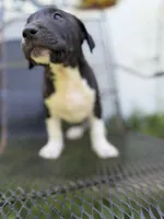 Diesel , a male American Pit Bull Terrier for sale in Brockton, MA – 3 of 6