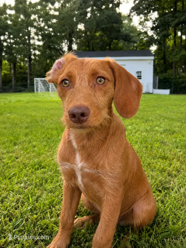 Copper – Chipoo puppy for sale in Brockton, MA