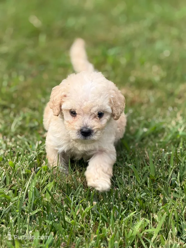 Biscuit – Maltipoo puppy for sale in Brockton, MA
