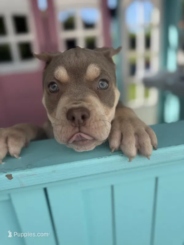 Storm  – American Bully puppy for sale in Brockton, MA