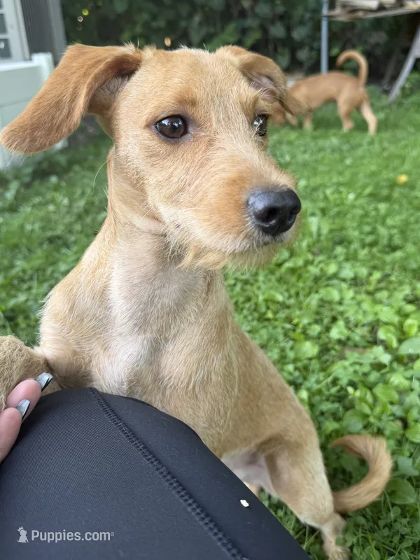 Teddy – Chipoo puppy for sale in Brockton, MA
