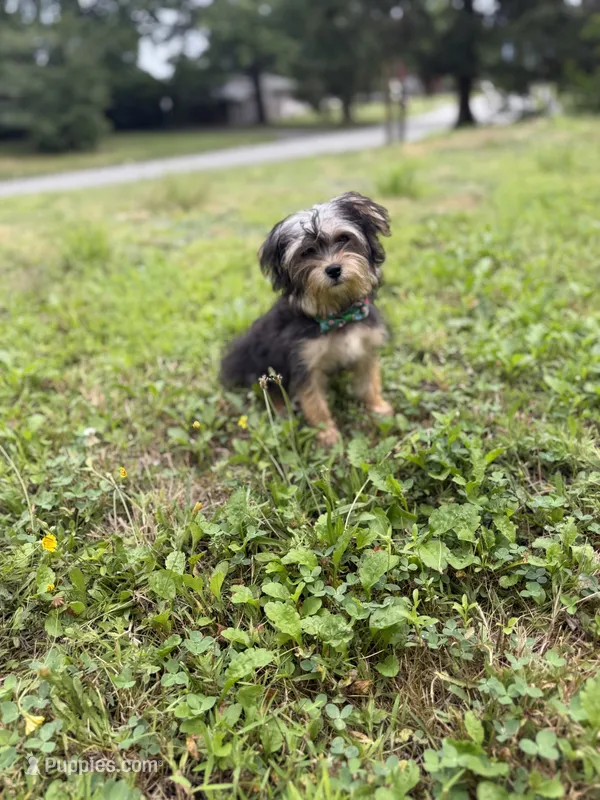 Bingo  – Yorkshire Terrier puppy for sale in Brockton, MA