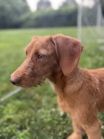 Copper, a male Chipoo for sale in Brockton, MA – 2 of 8