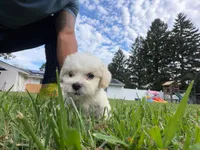 Mallow, a female Maltipoo for sale in Brockton, MA – 3 of 6