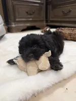Teddy , a male Shihpoo for sale in Brockton, MA – 4 of 7