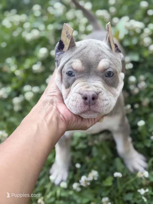 Storm , a female American Bully for sale in Brockton, MA – 1 of 5