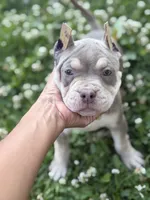 Storm , a female American Bully for sale in Brockton, MA – 1 of 5