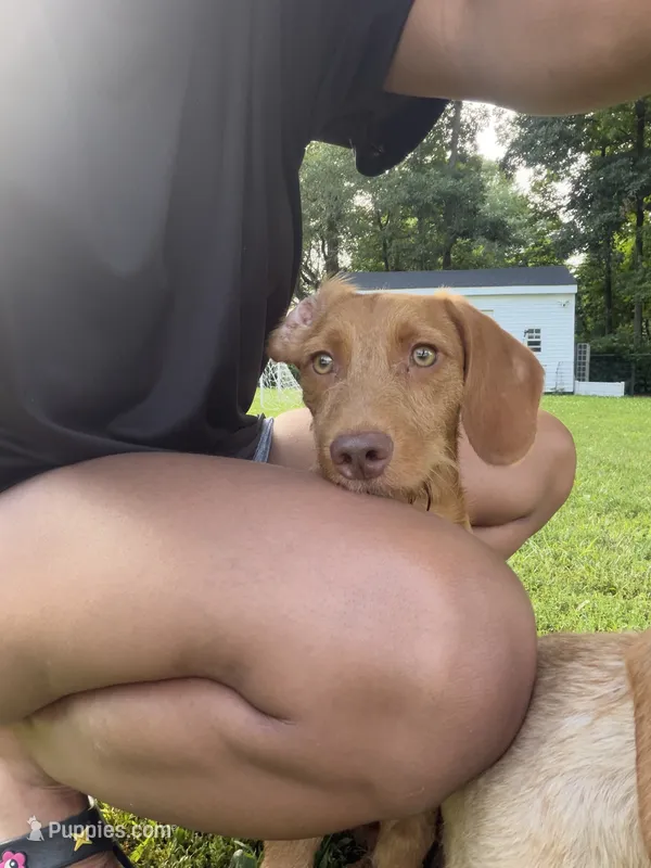 Copper – Chipoo puppy for sale in Brockton, MA