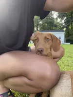 Copper, a male Chipoo for sale in Brockton, MA – 1 of 8