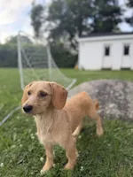 Sunny , a male Chipoo for sale in Brockton, MA – 6 of 7