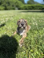 Titan , a male American Pit Bull Terrier for sale in Brockton, MA – 2 of 5