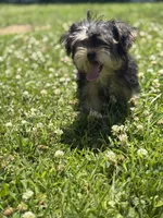 Bejin , a male Yorkshire Terrier for sale in Brockton, MA – 7 of 8