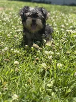 Bingo , a male Yorkshire Terrier for sale in Brockton, MA – 2 of 5