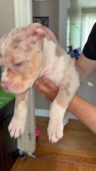 Pearl , a female American Bully for sale in Brockton, MA – 7 of 7