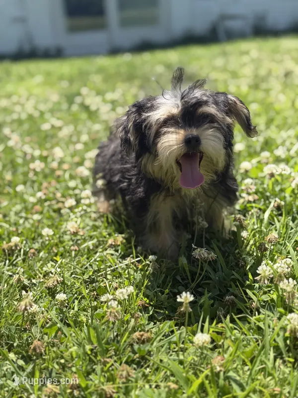 Bingo  – Yorkshire Terrier puppy for sale in Brockton, MA