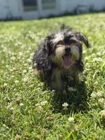 Bingo , a male Yorkshire Terrier for sale in Brockton, MA – 1 of 5