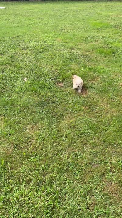Biscuit, a male Maltipoo for sale in Brockton, MA – 9 of 9