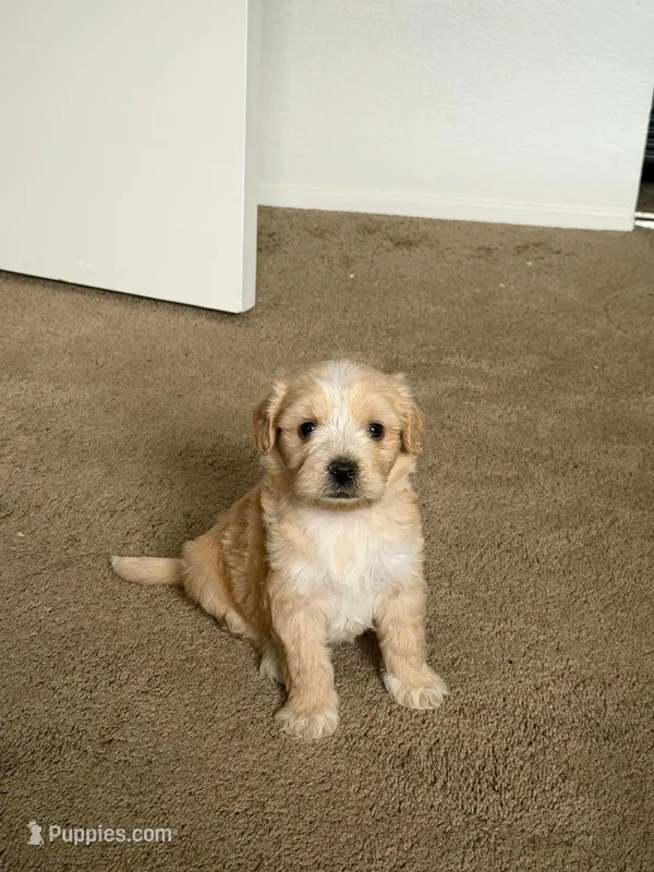 Max  – Maltese, Poodle - Miniature  puppy for sale in Brockton, MA