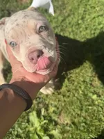Quiara , a female American Bully for sale in Brockton, MA – 2 of 7