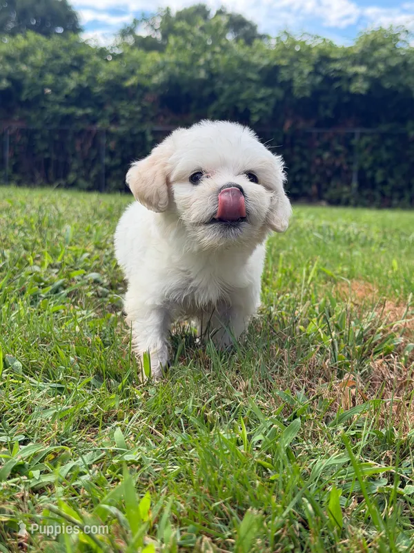 Mallow – Maltipoo puppy for sale in Brockton, MA